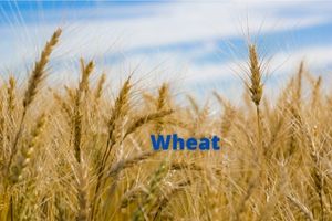 Examples of Giffen Goods-wheat